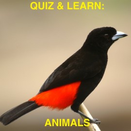 Quiz & Learn: Animals PS4 (Турция) Quiz & Learn: Animals PS4 (Турция)